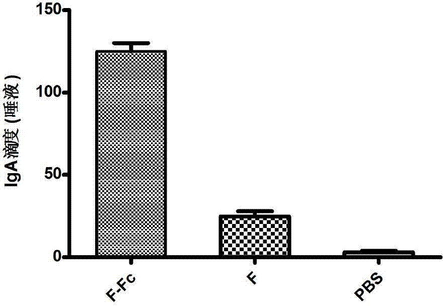 Fusion protein of RSV (respiratory syncytial virus) protein F and Fc, and application thereof