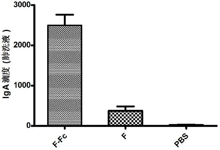 Fusion protein of RSV (respiratory syncytial virus) protein F and Fc, and application thereof