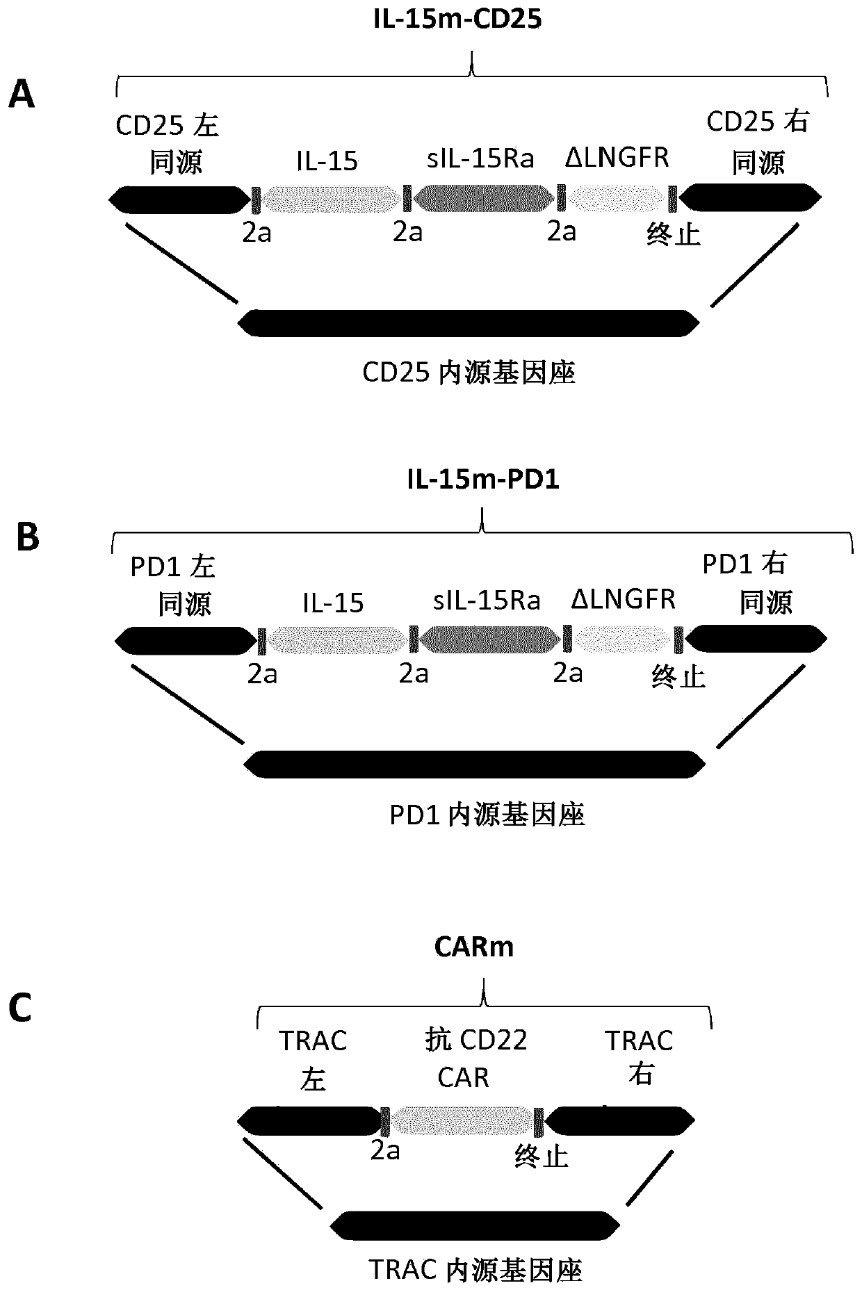 Targeted gene insertion for improved immune cells therapy