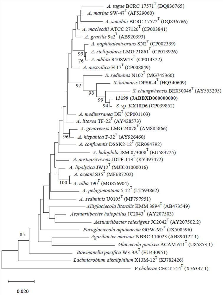 Salinimonas profundi 13199 as well as CRISPR-Cas system and application thereof