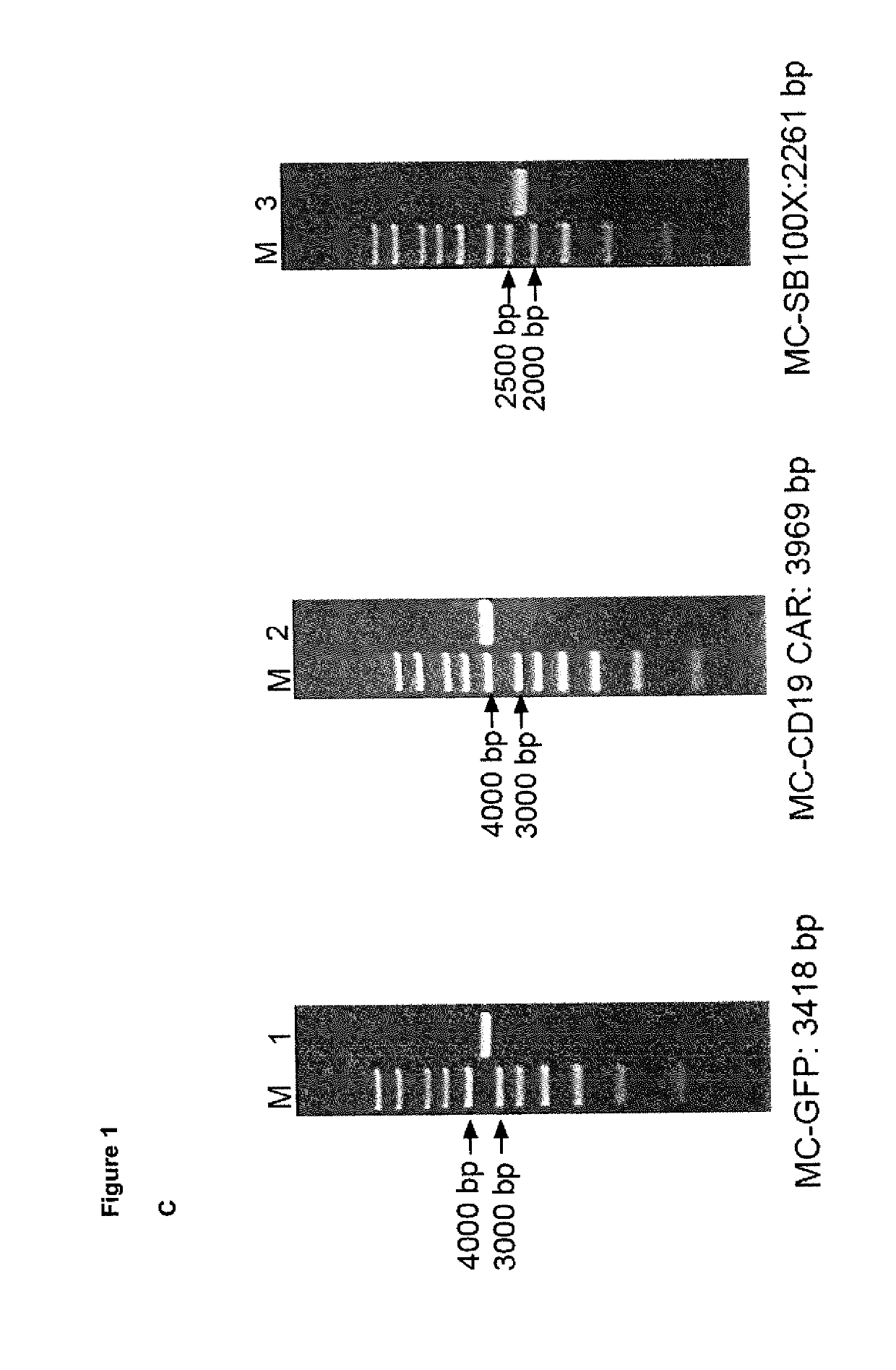 A method for high level and stable gene transfer in lymphocytes