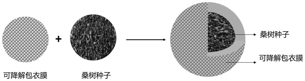 Degradable mulberry seed coating film agent as well as preparation method and use method thereof