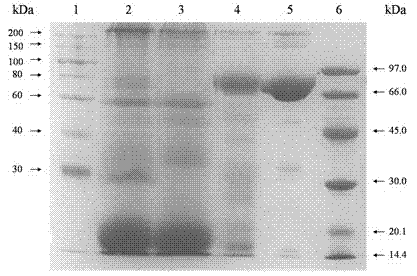 Method for purifying lactoferrin from milk serum by using an expanded bed adsorption technology