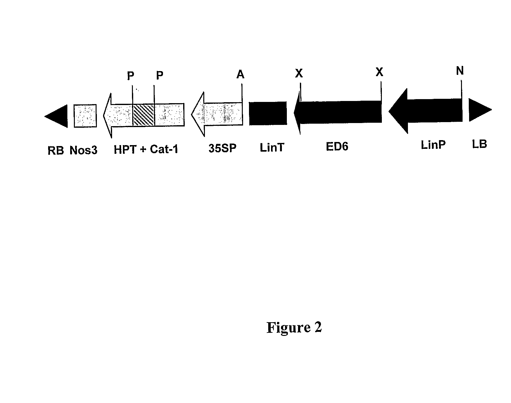 Feedstuffs for Aquaculture Comprising Stearidonic Acid