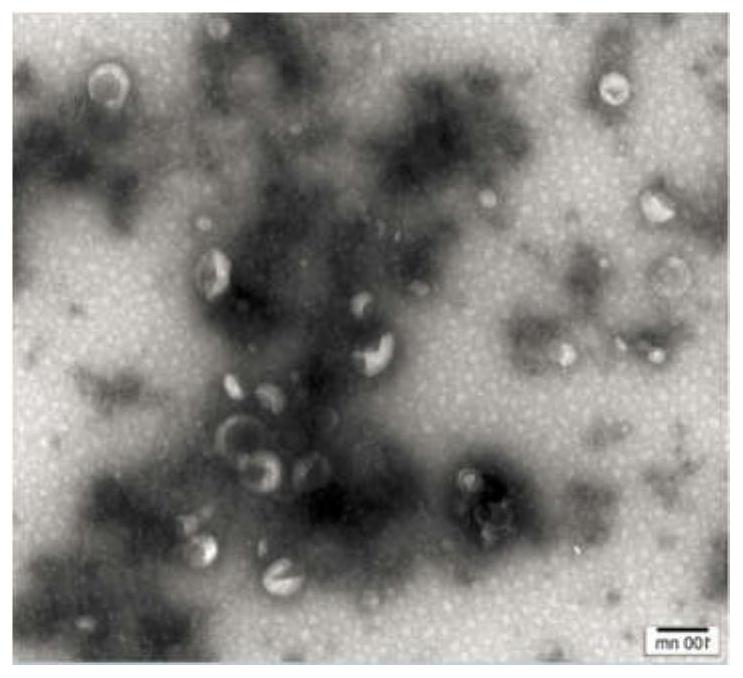 Application of transdermal peptide modified pueraria thomsonii exosome nano preparation in preparation of anti-skin aging products