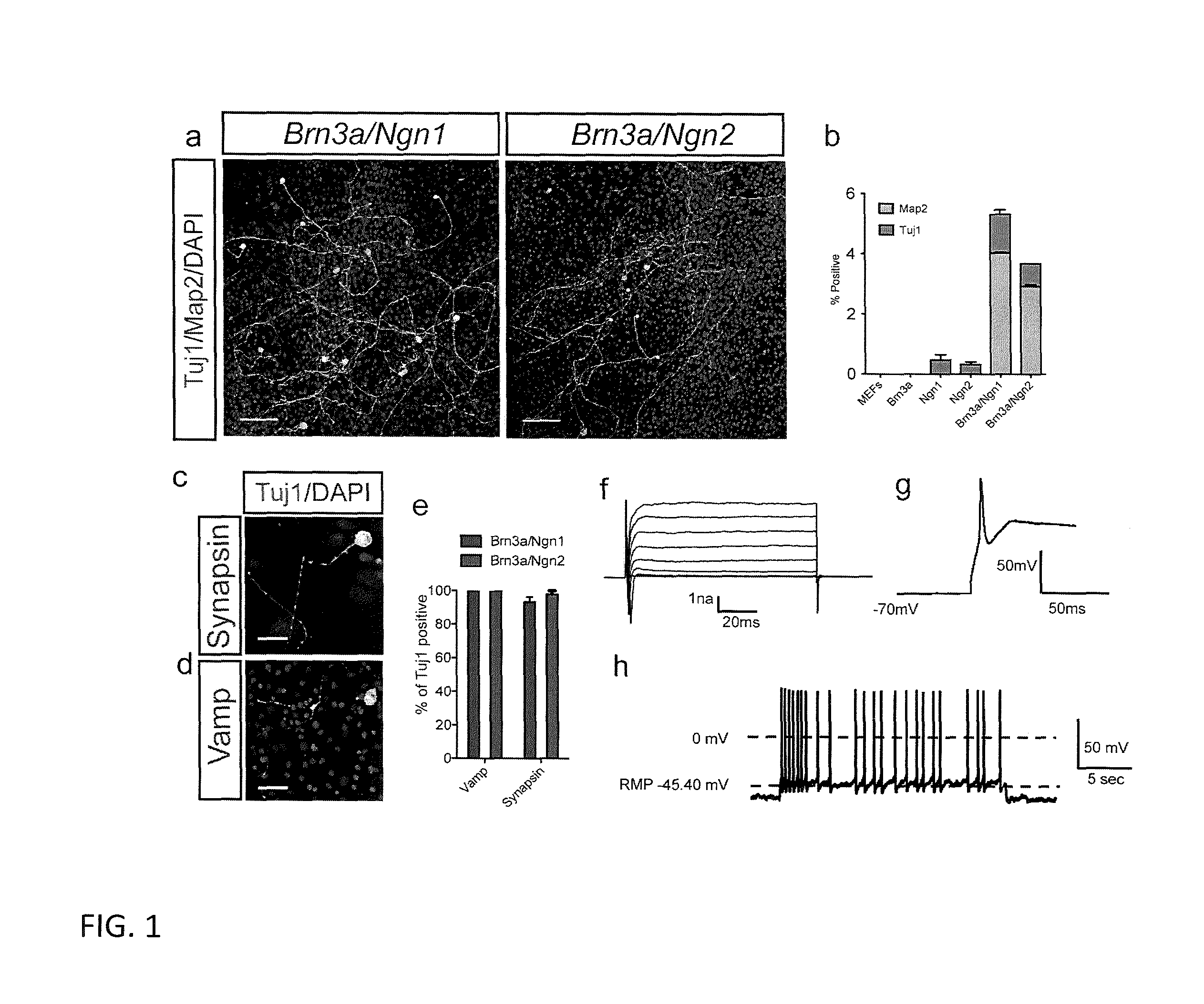 Methods and compositions related to induced sensory neurons