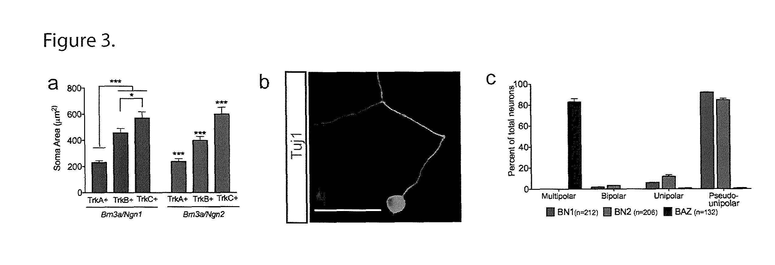 Methods and compositions related to induced sensory neurons