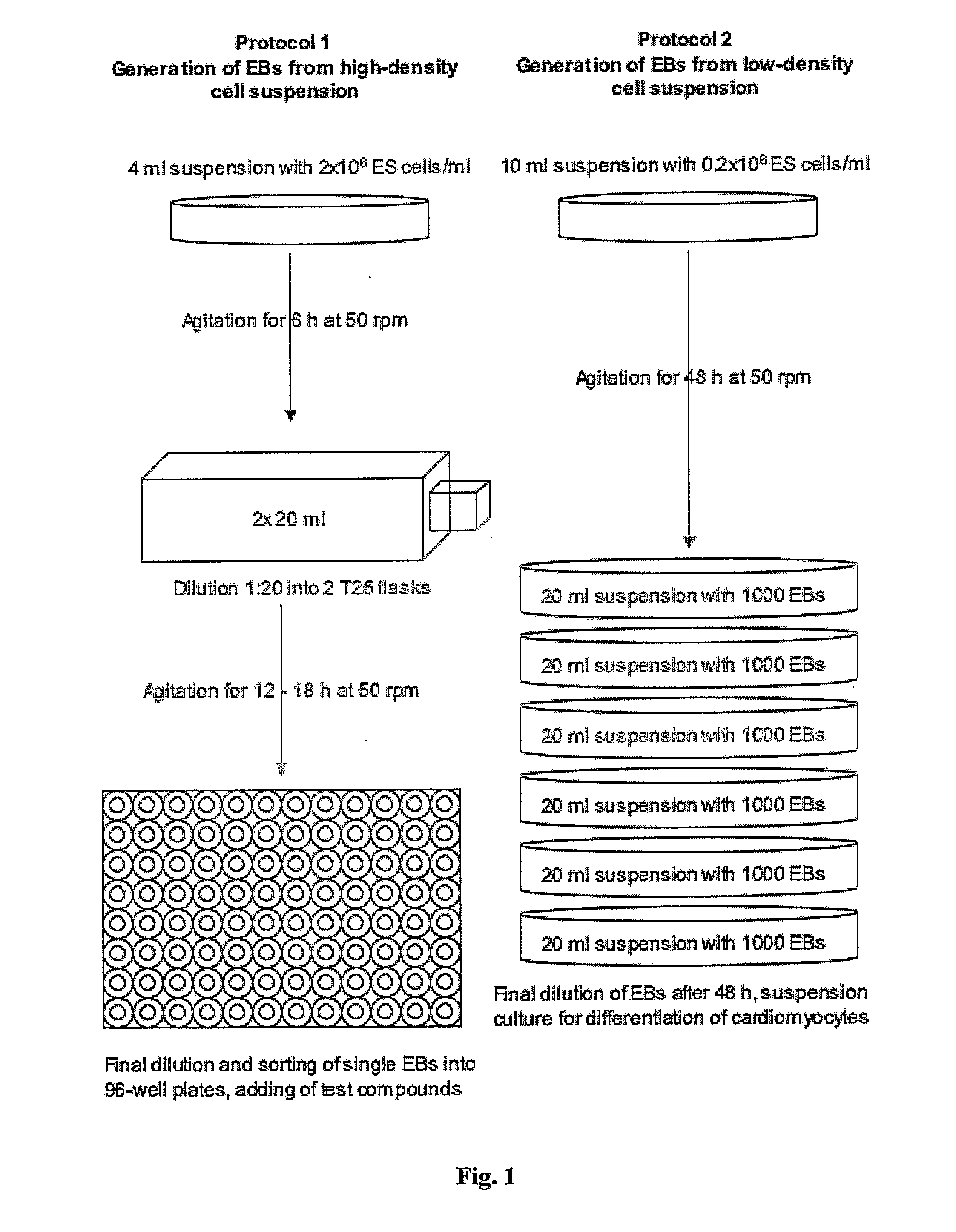 Novel Method for the Preparation of Embryoid Bodies (Ebs) and Uses Thereof