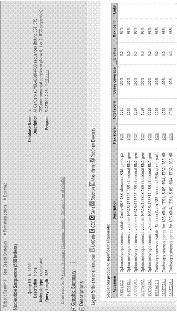 Cordyceps sinensis fruiting body and cultivating method thereof