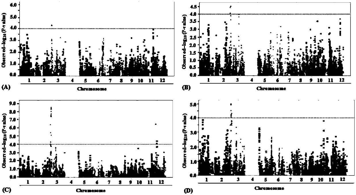 Cold-tolerance gene qCT-3-2HHZ for rice booting stage stable expression and molecular marking method thereof