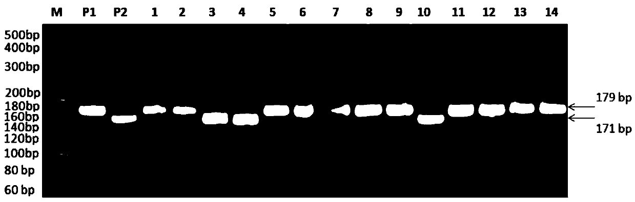 Cold-tolerance gene qCT-3-2HHZ for rice booting stage stable expression and molecular marking method thereof