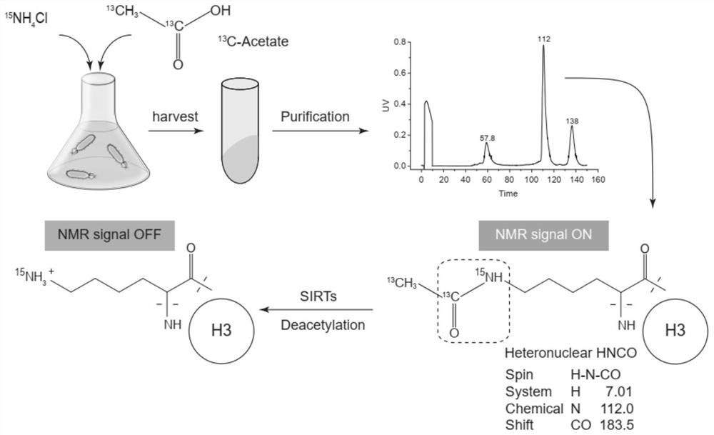 Method for detecting activity of SIRTs deacetylase based on one-dimensional HNCO nuclear magnetic resonance spectrum and application