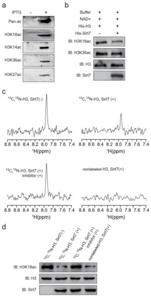 Method for detecting activity of SIRTs deacetylase based on one-dimensional HNCO nuclear magnetic resonance spectrum and application