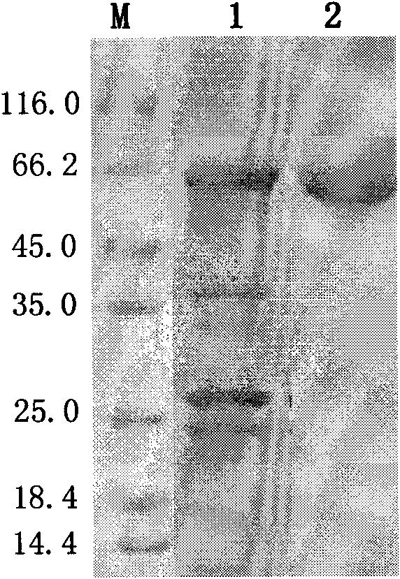 Pyruvic oxidase, and nucleotide sequence, recombinant vector, recombinant host cell and kit thereof