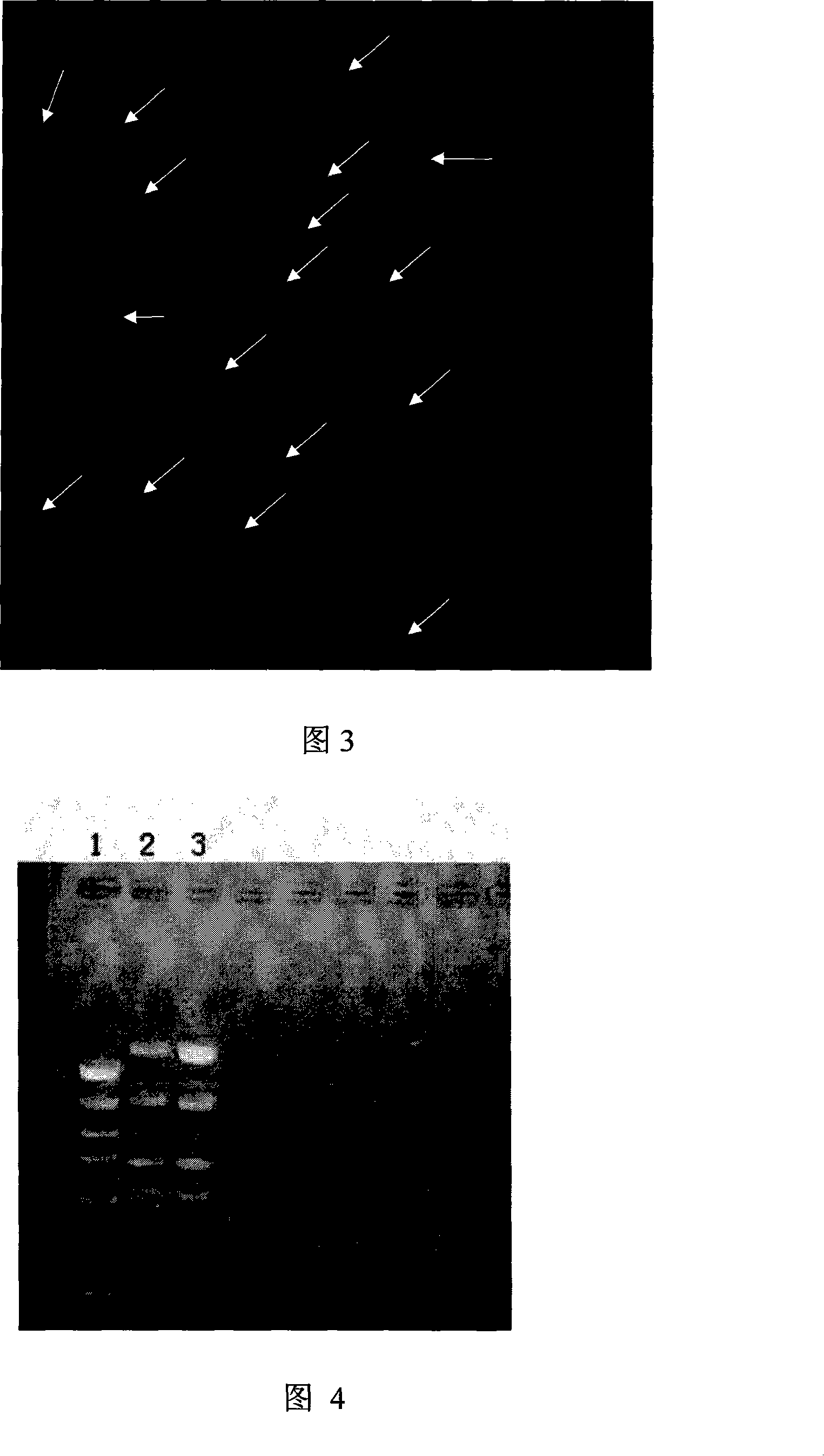 Method for leading plasmid carrier containing gene cure segment in cell by nano particles