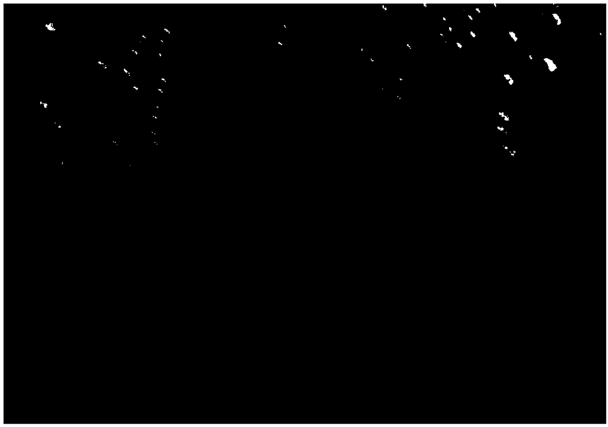 Novel Torulaspora delbrueckii strain and application