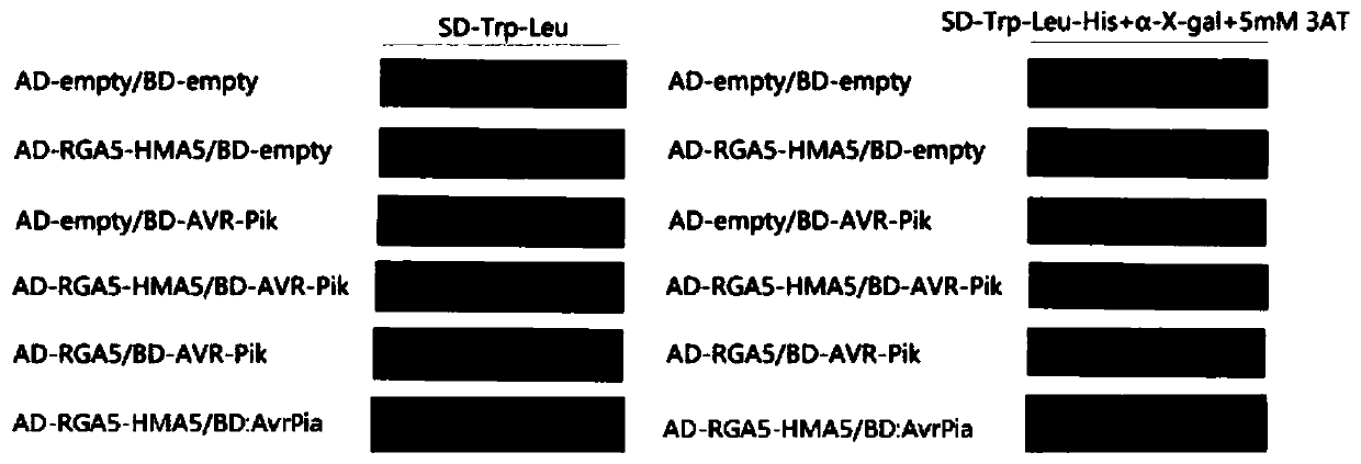 Rice disease-resistant gene RGA5-HMA5 and application thereof in rice breeding