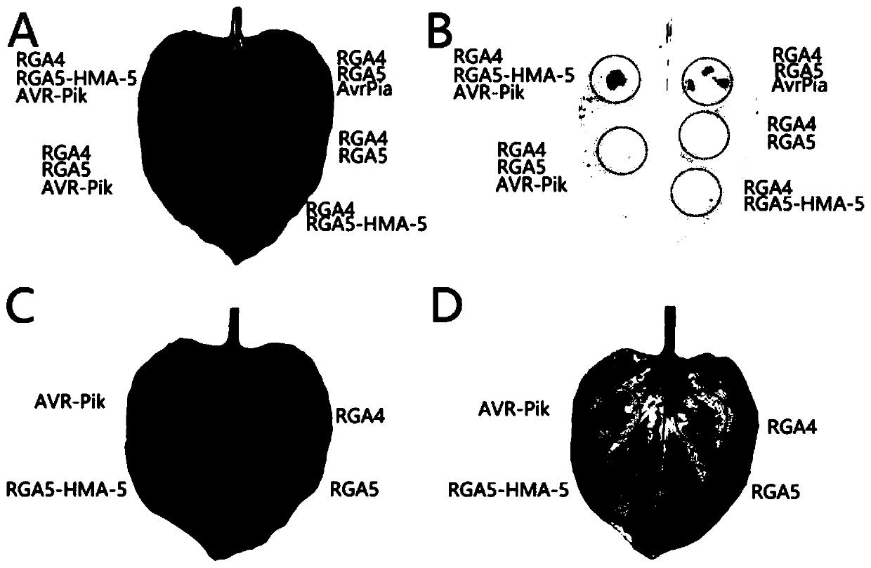 Rice disease-resistant gene RGA5-HMA5 and application thereof in rice breeding