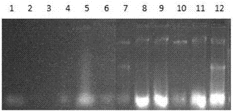 Optimized extraction method of buckwheat RNA (ribonucleic acid)