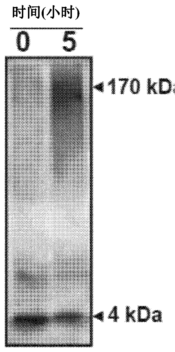 Detection of misfolded tau protein