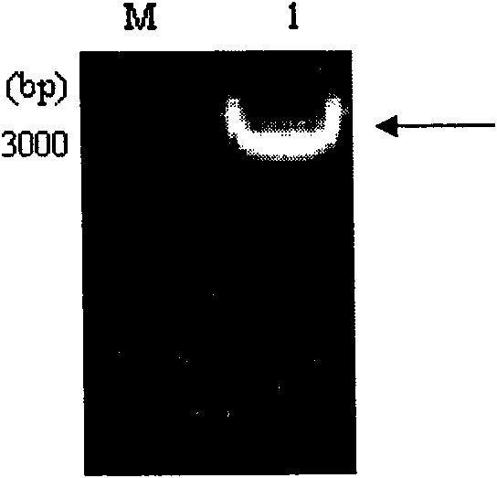 Method for producing American cockroach allergen protein Pera 9 in baculovirus-insect expression system