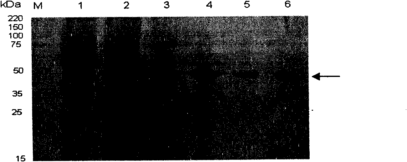 Method for producing American cockroach allergen protein Pera 9 in baculovirus-insect expression system