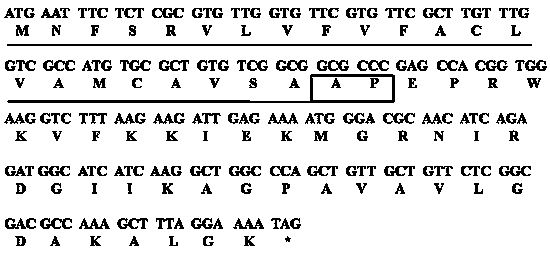 Antimicrobial peptide and application thereof