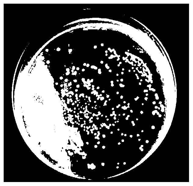 Preparation method of shell powder loaded antibacterial material