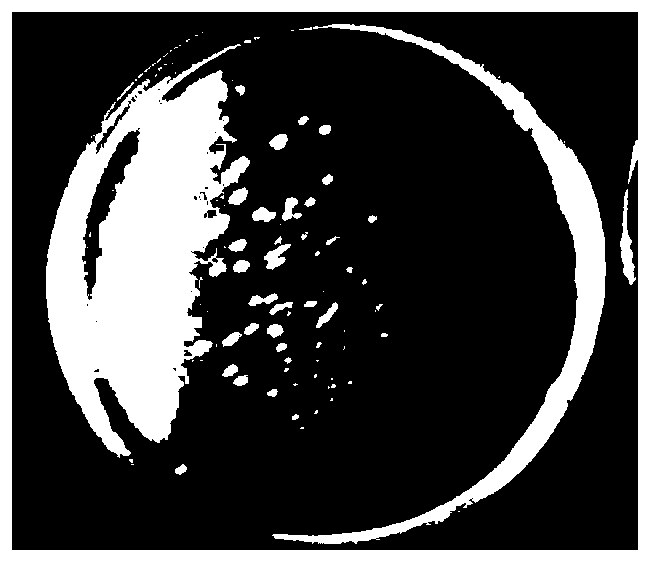 Preparation method of shell powder loaded antibacterial material