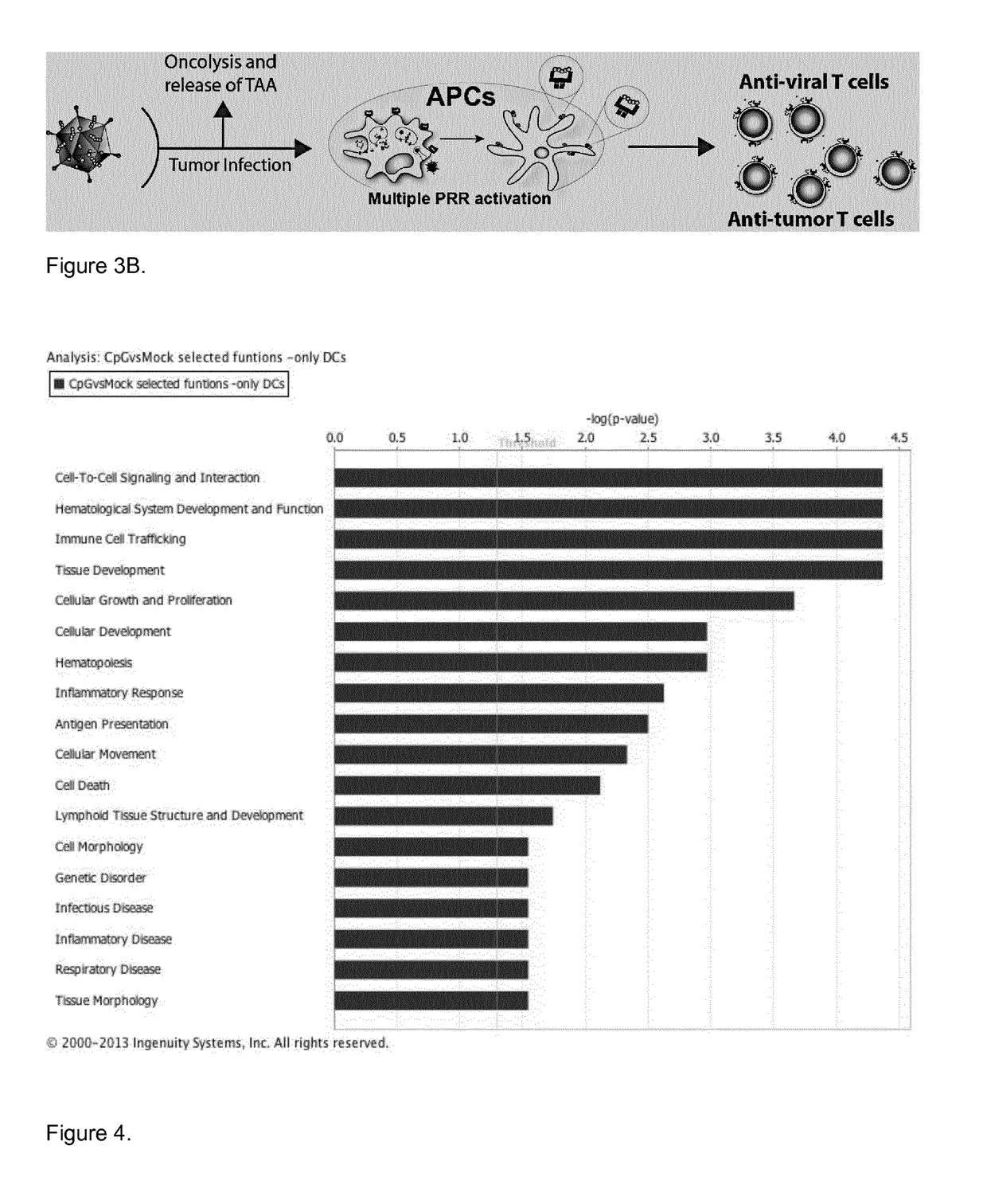 Modified adenoviruses for cancer vaccines development