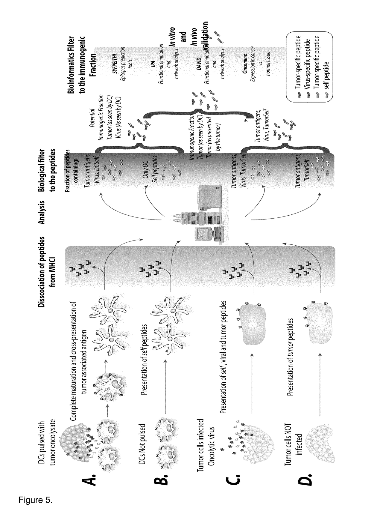 Modified adenoviruses for cancer vaccines development