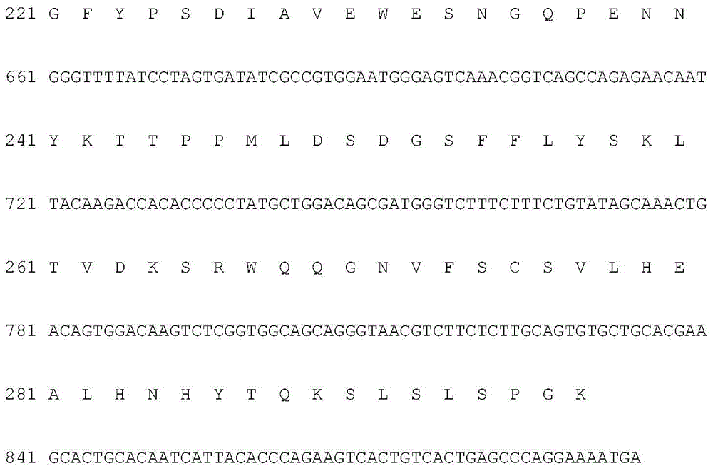 Exendin-4 analogue fusion protein and preparation method and application thereof