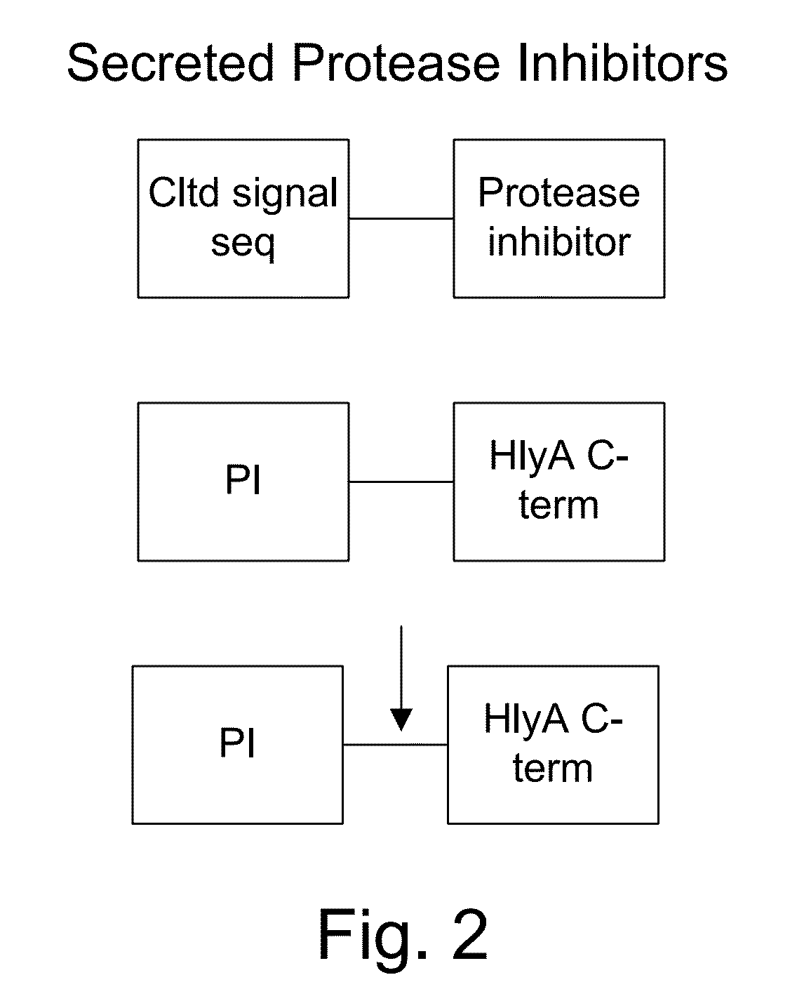 Protease inhibitor: protease sensitivity expression system and method improving the therapeutic activity and specificity of proteins and phage and phagemids delivered by bacteria