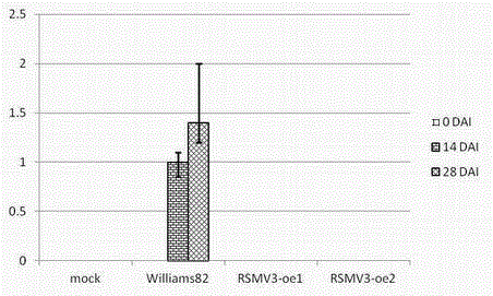 Soybean antiviral gene and application thereof