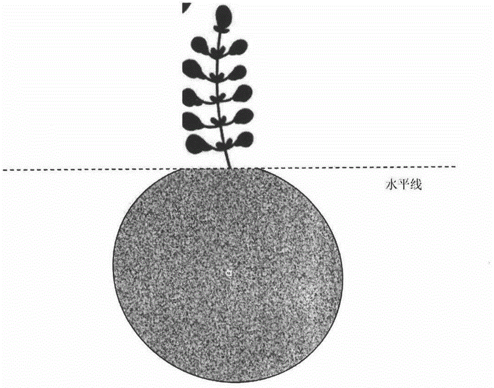 Method for improving purslane seed yield