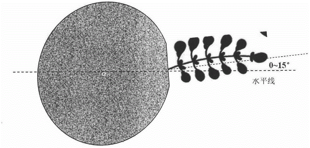 Method for improving purslane seed yield