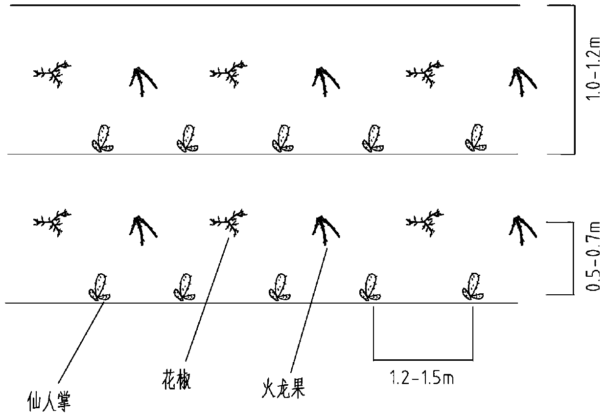 Cactus, pitaya and zanthoxylum bungeanum matched planting method in karst stony desertification region