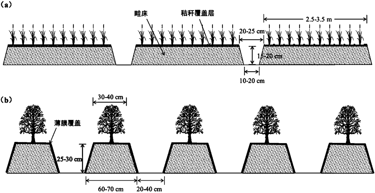 Fiber sticking strongly saline-alkali soil engineering improvement and ecological establishment method