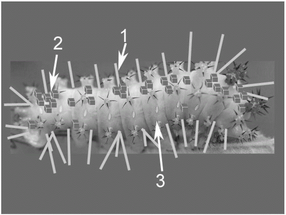 A kind of direct sodium borohydride fuel cell anode and preparation method thereof