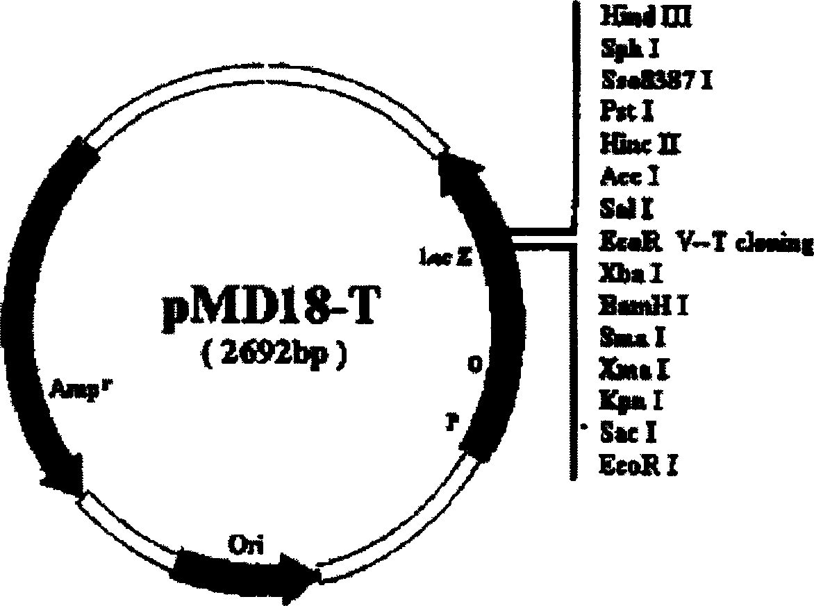 Group-B type-I Coxsackie virus gene vaccine