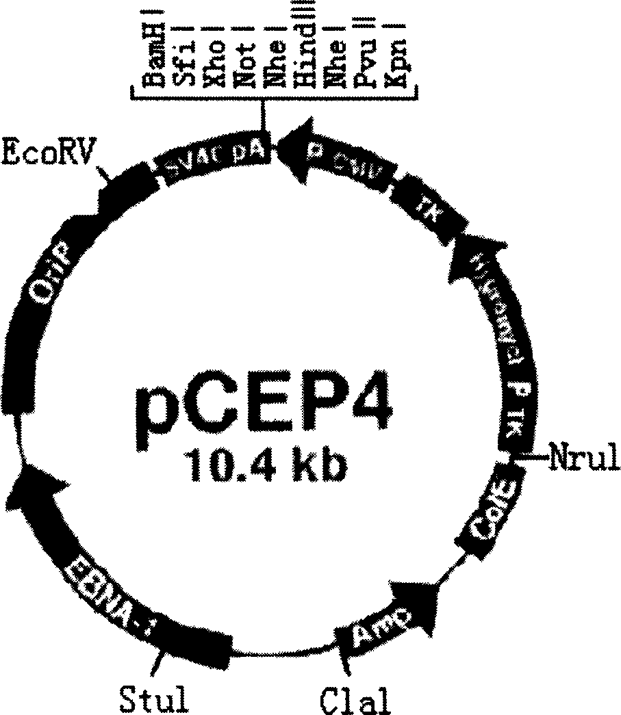 Group-B type-I Coxsackie virus gene vaccine