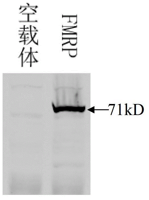 A method for increasing the yield of influenza virus vaccine strains