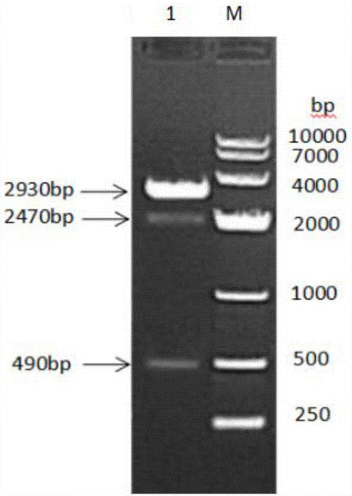 Goat albumin-interferon tau-interleukin 2 fused protein, preparation method and encoding gene thereof and goat long-acting interferon