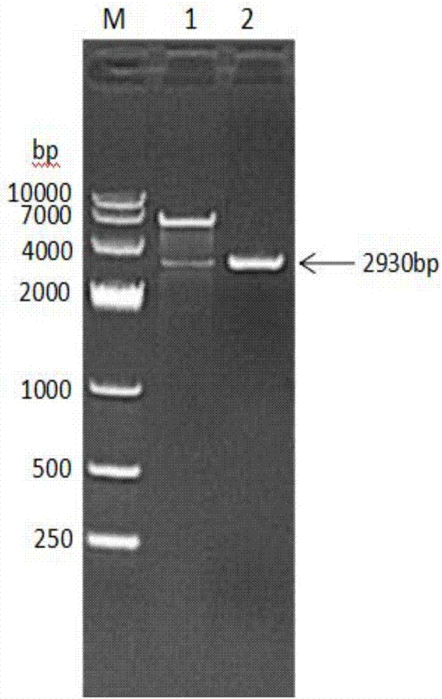 Goat albumin-interferon tau-interleukin 2 fused protein, preparation method and encoding gene thereof and goat long-acting interferon