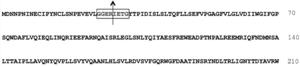 Fluorescent substrate for detecting activity of trypsin acting on Cry1A protoxin and application of fluorescent substrate