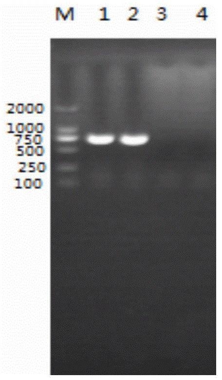 Duplex PCR method for detecting porcine transmissible gastroenteritis virus and porcine epidemic diarrhea virus