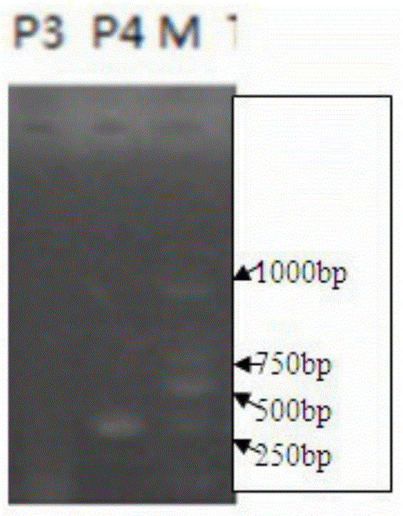 Duplex PCR method for detecting porcine transmissible gastroenteritis virus and porcine epidemic diarrhea virus