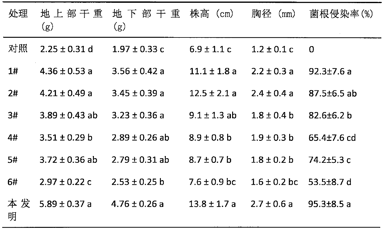 A kind of method utilizing ectomycorrhizal fungus to optimize seedling cultivation