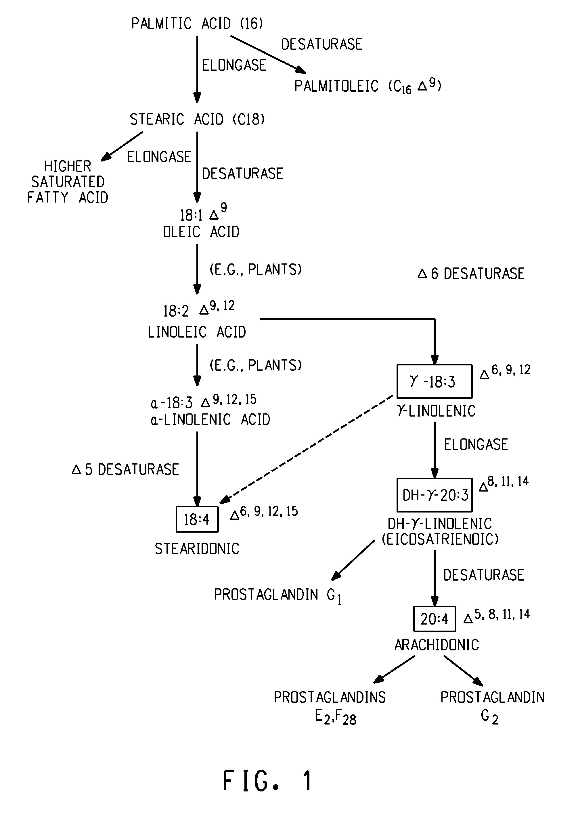 Production of very long chain polyunsaturated fatty acids in oil seed plants