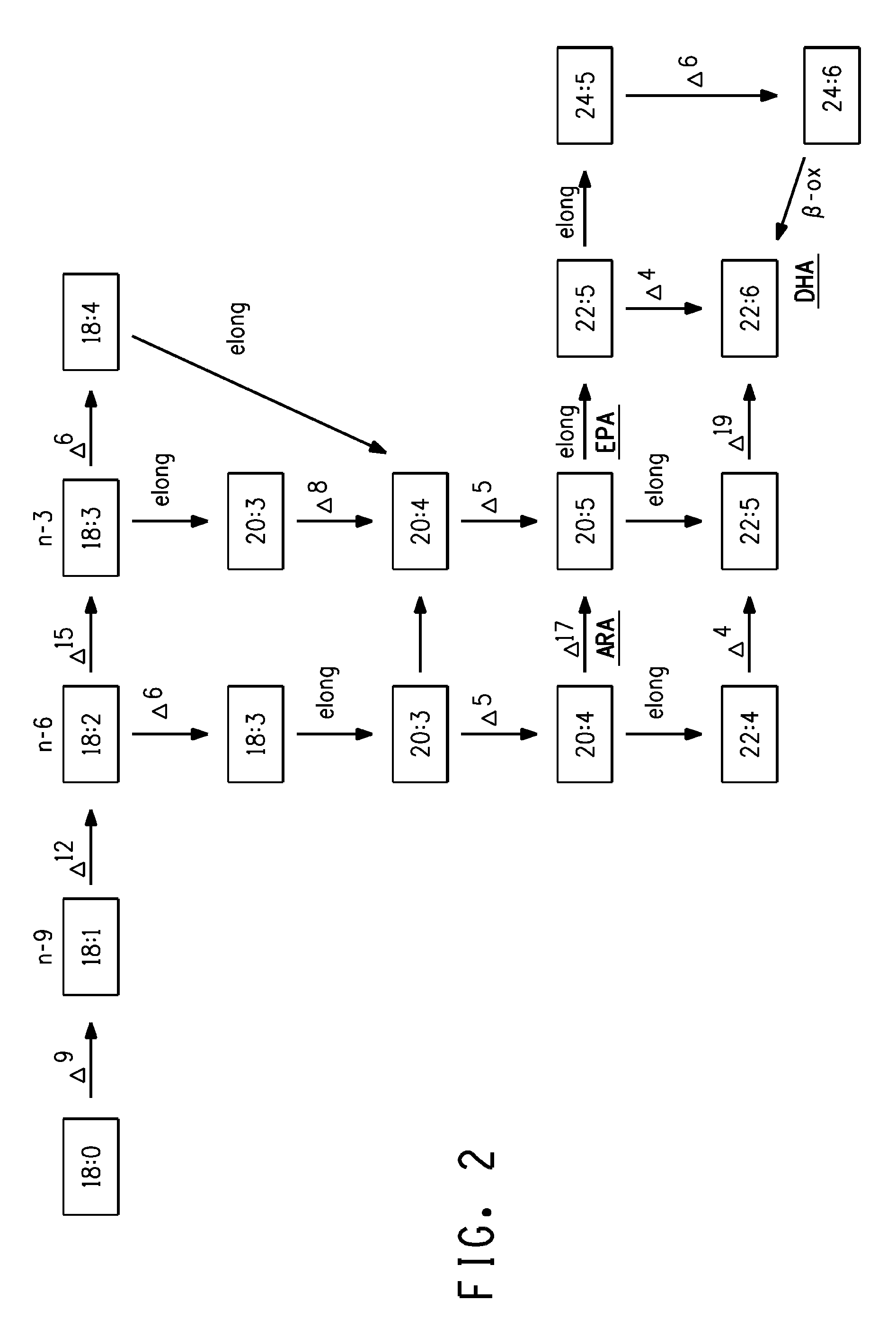 Production of very long chain polyunsaturated fatty acids in oil seed plants